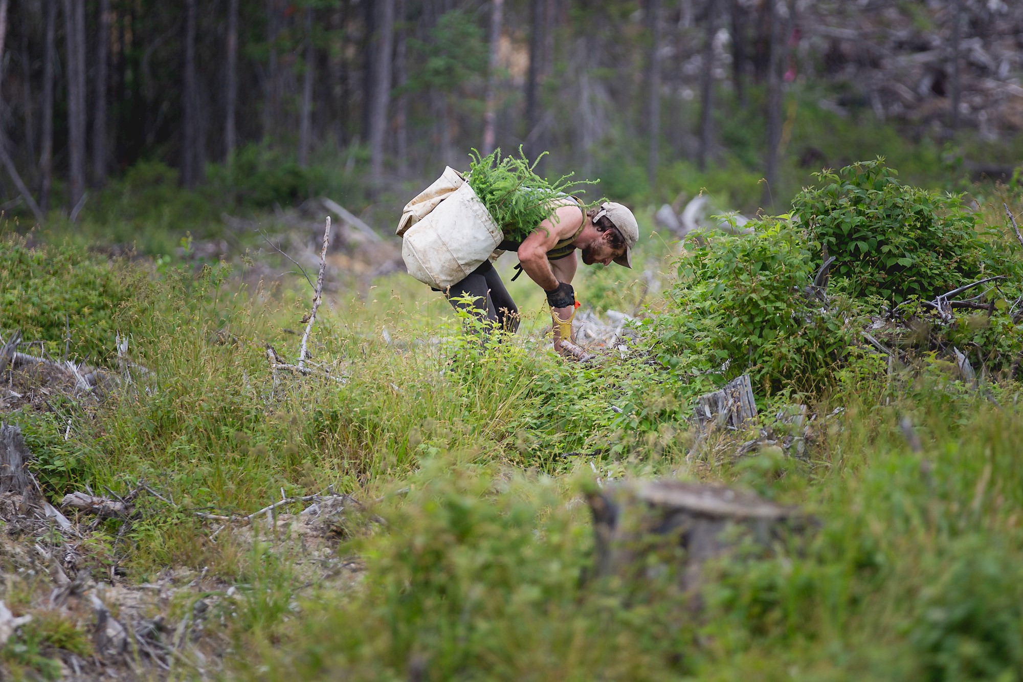 One Tree Planted image